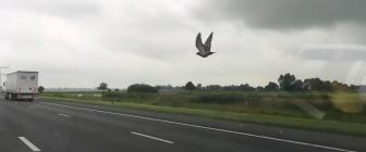 Deze Enorme Kia Ga Je Voortaan Zien Langs De A2 Autoblog Nl